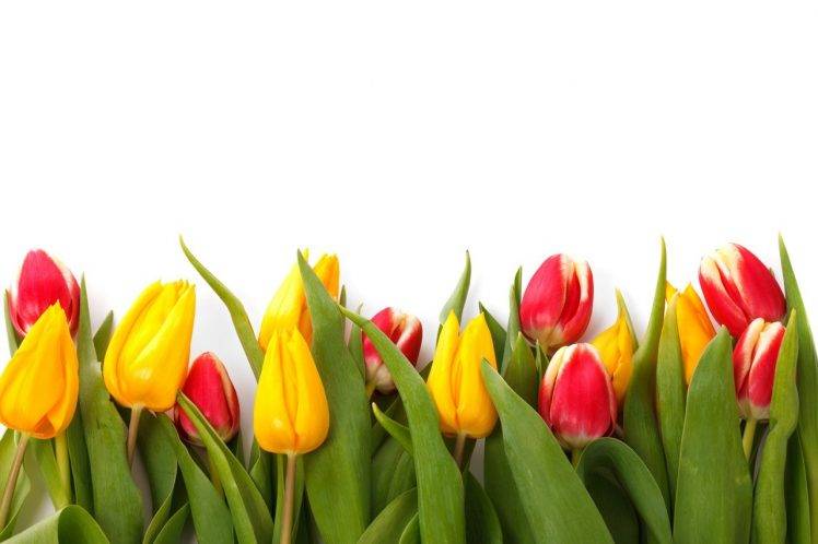 colorful, Plants, Floral, Flowers, Nature, Spring, Tulips HD Wallpaper Desktop Background