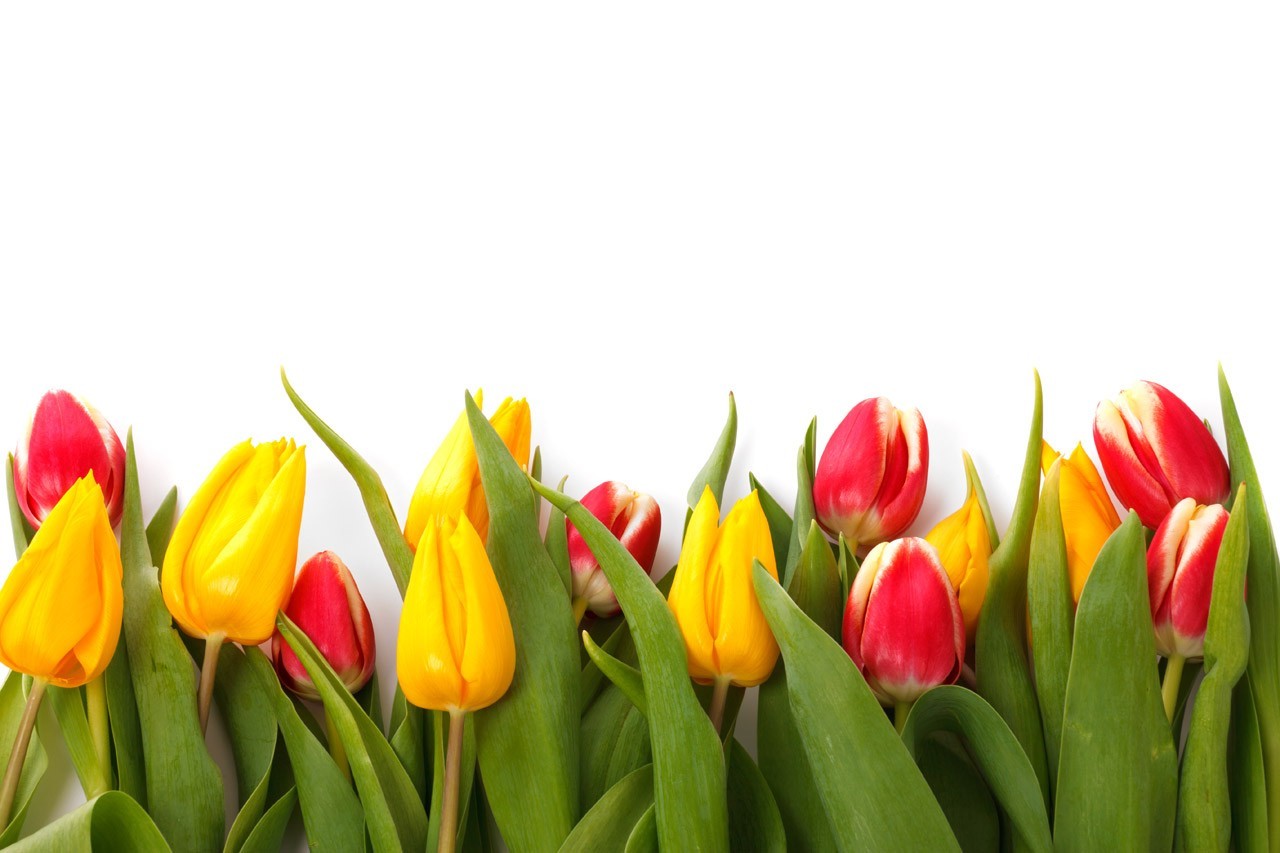 colorful, Plants, Floral, Flowers, Nature, Spring, Tulips Wallpaper