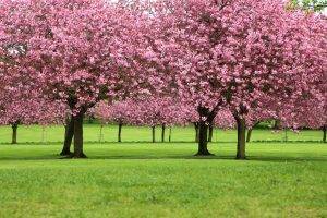 blossom, Branch, Cherry Blossom, Cherry Trees, Flowers, Green, Landscape, Nature, Park, Petals, Pink, Plants, Spring, Trees