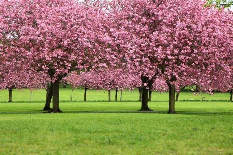 blossom, Branch, Cherry Blossom, Cherry Trees, Flowers, Green, Landscape, Nature, Park, Petals, Pink, Plants, Spring, Trees HD Wallpaper Desktop Background