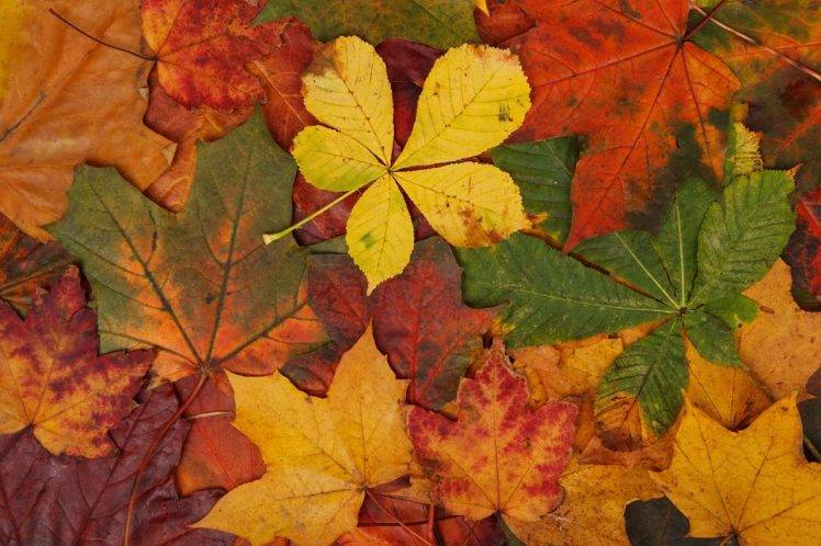 abstract, Fall, Bright, Brown, Colorful, Green, Leaves, Maple Leaves, Nature, Orange, Pattern, Red, Seasons, Texture, Yellow HD Wallpaper Desktop Background