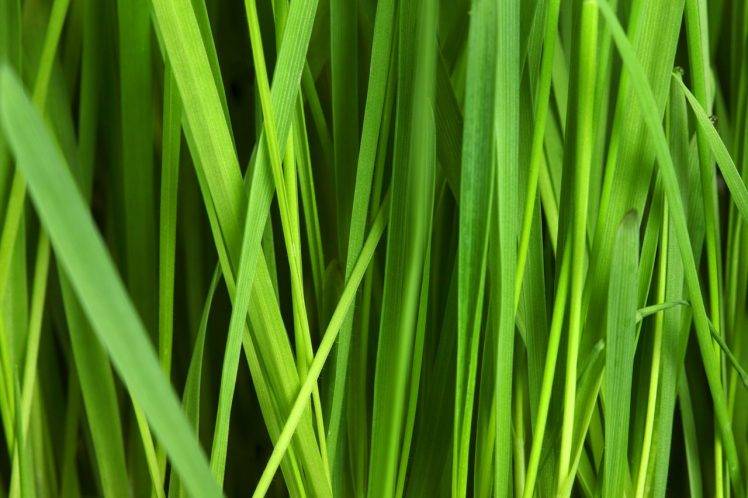 abstract, Grass, Green, Nature, Pattern, Texture, Plants HD Wallpaper Desktop Background