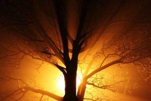 abstract, Black, Branch, Bright, Dark, Mist, Gold, Lights, Nature, Night, Old, Orange, Silhouette, Trees, Yellow