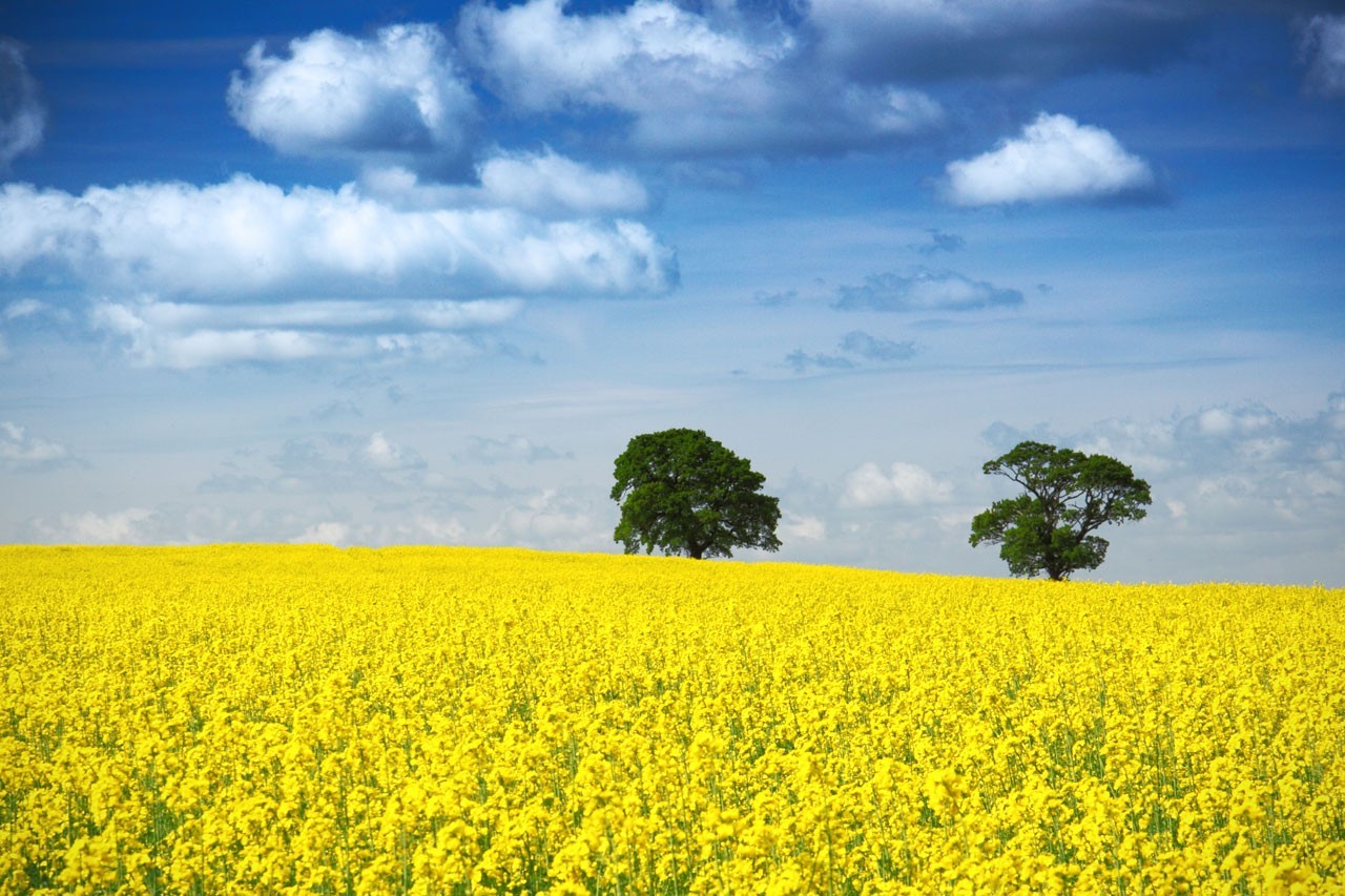 blue, Clouds, Environment, Field, Horizon, Landscape, Nature, Rural, Sky, Trees, Yellow, Rapeseed Wallpaper