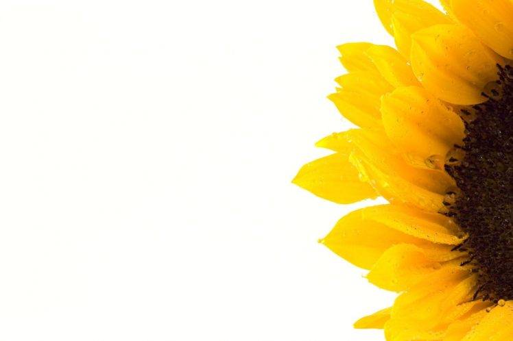 sunflowers, Macro, Flowers, Yellow, Plants, Blossom, Nature, Texture, Circle, Closeup, Bright HD Wallpaper Desktop Background