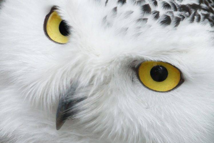 eyes, Animals, Beak, Birds, Feathers, Nature, Portrait, Snowy Owl, Owl, White, Wildlife HD Wallpaper Desktop Background