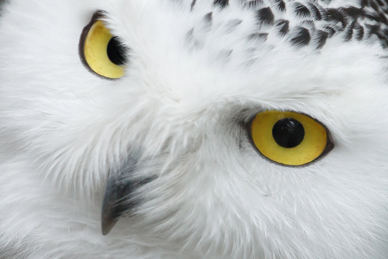 eyes, Animals, Beak, Birds, Feathers, Nature, Portrait, Snowy Owl, Owl, White, Wildlife Wallpaper