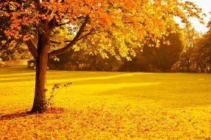 fall, Foliage, Gold, Leaves, Nature, Orange, Park, Red, Seasons, Sunlight, Sunset, Trees, Yellow, Lights