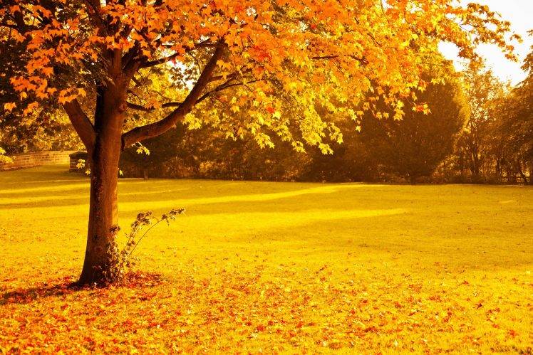 fall, Foliage, Gold, Leaves, Nature, Orange, Park, Red, Seasons, Sunlight, Sunset, Trees, Yellow, Lights HD Wallpaper Desktop Background