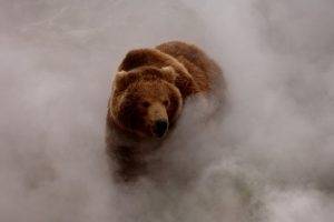 nature, Animals, Bears, Smoke, Dust, Grizzly Bear, Wildlife