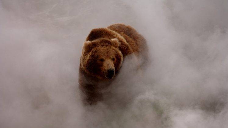 nature, Animals, Bears, Smoke, Dust, Grizzly Bear, Wildlife HD Wallpaper Desktop Background