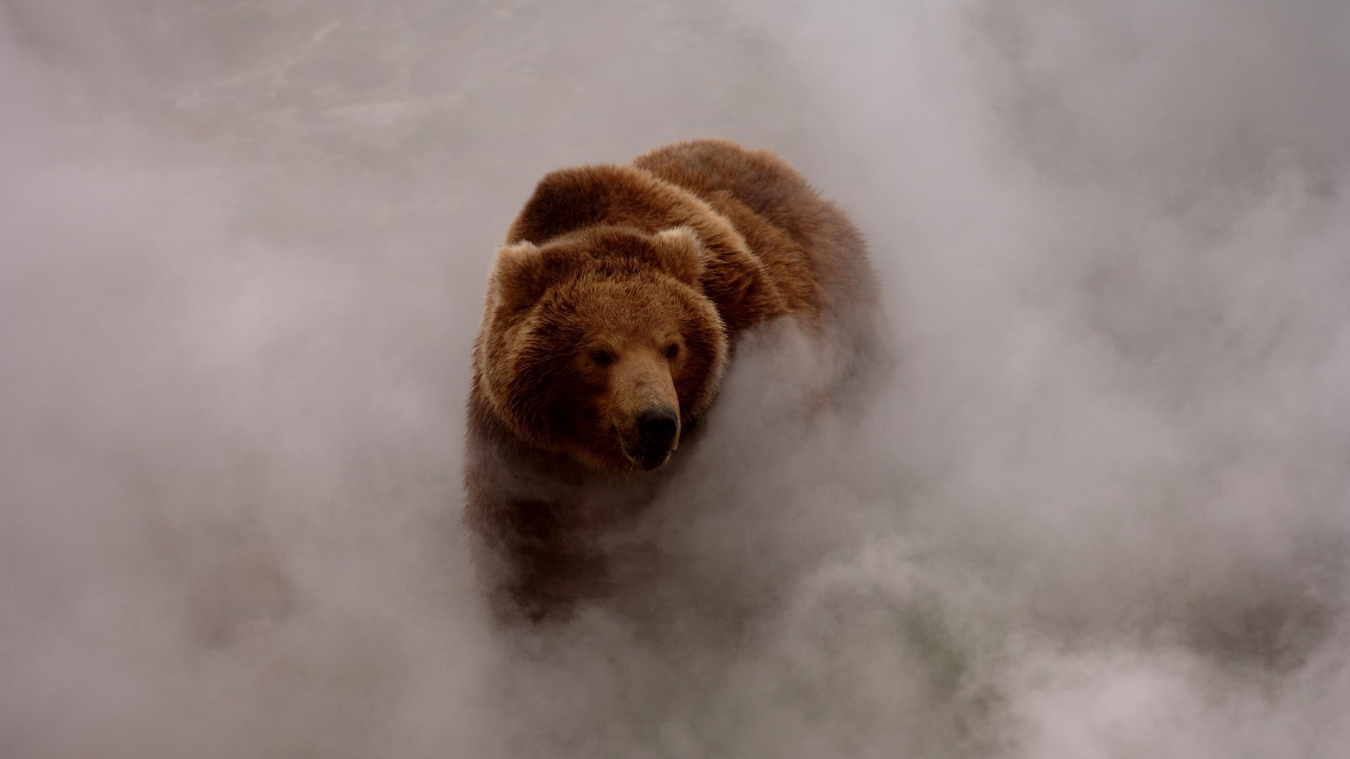 nature, Animals, Bears, Smoke, Dust, Grizzly Bear, Wildlife Wallpaper