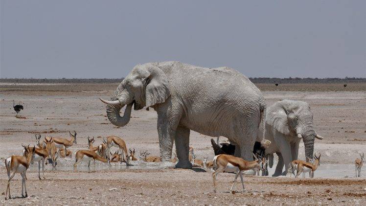 nature, Animals, Landscape, Wildlife, Africa, Elephants, Water, Gazelle, Ostriches, Steppe, Horizon, Clear Sky HD Wallpaper Desktop Background