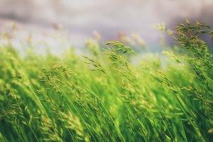 grass, Nature, Macro, Photography