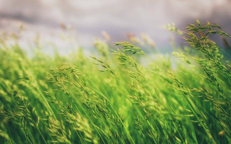 grass, Nature, Macro, Photography HD Wallpaper Desktop Background