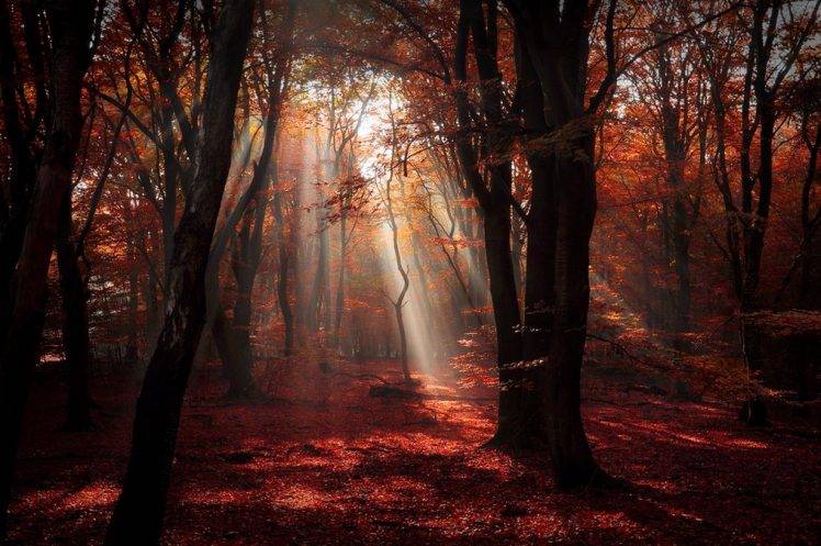 nature, Landscape, Forest, Red, Leaves, Sun Rays, Sunlight, Trees, Atmosphere HD Wallpaper Desktop Background