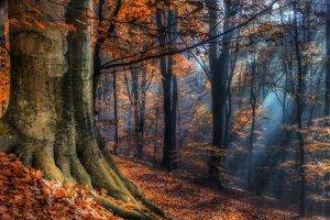 landscape, Nature, Sun Rays, Forest, Fall, Leaves, Sunlight, Mist, Trees, Poland
