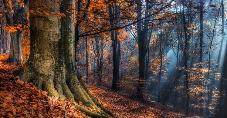 landscape, Nature, Sun Rays, Forest, Fall, Leaves, Sunlight, Mist, Trees, Poland HD Wallpaper Desktop Background