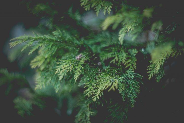 bokeh, Macro, Nature, Trees, Plants, Green HD Wallpaper Desktop Background