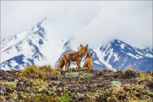 fox, Animals, Landscape, Baby Animals, Mountains