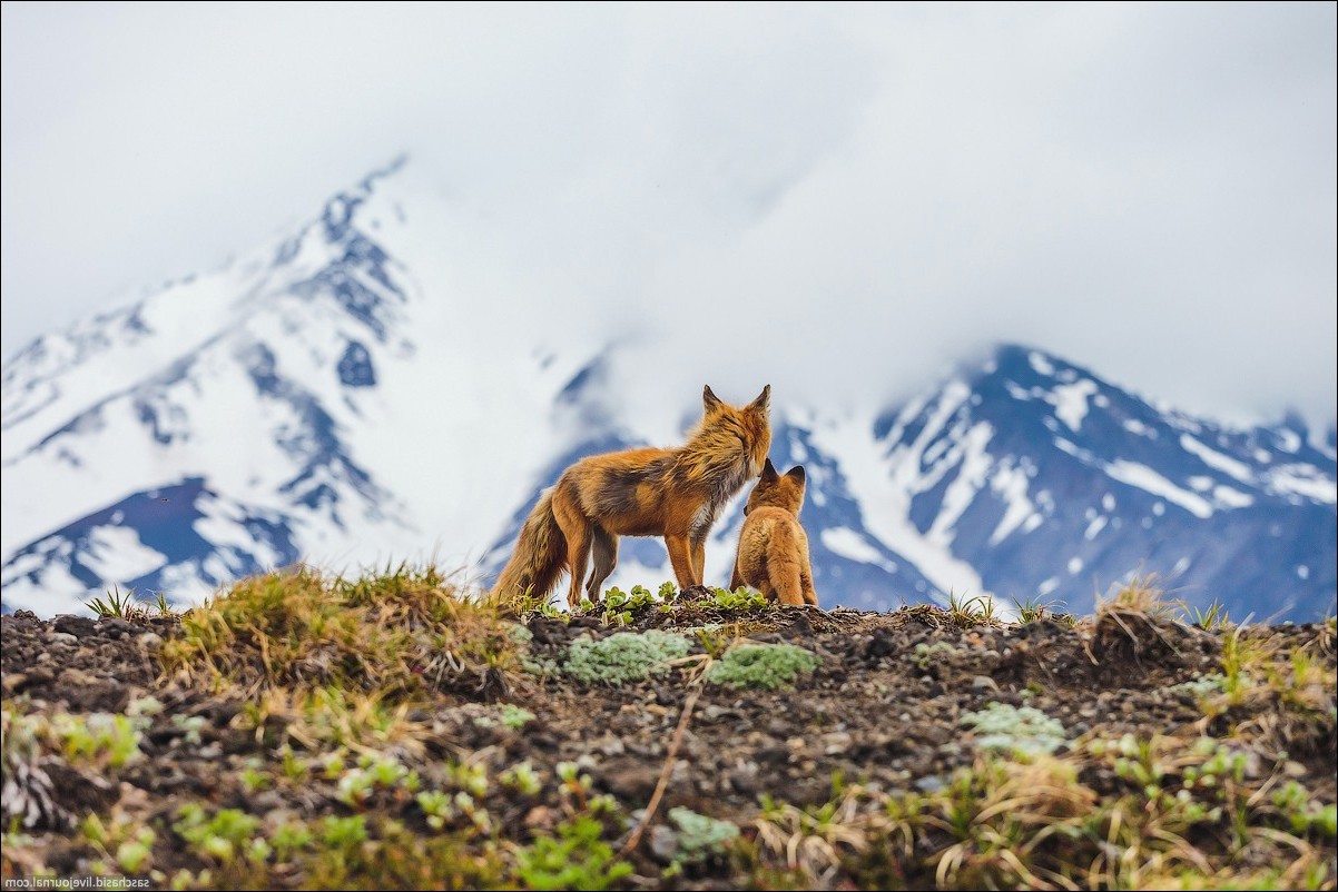fox, Animals, Landscape, Baby Animals, Mountains Wallpapers HD