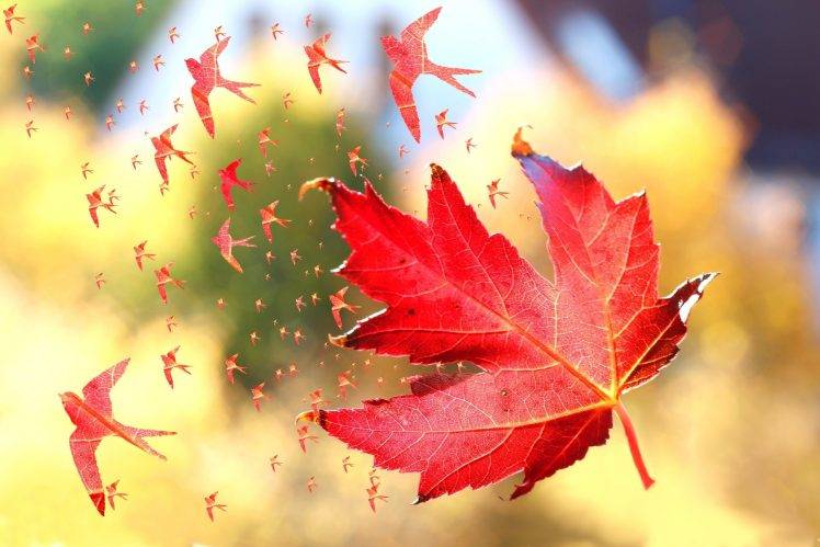 nature, Leaves, Fall, Maple Leaves, Windy, Birds, Photo Manipulation, Artwork, Flying, Depth Of Field, Swallow (bird) HD Wallpaper Desktop Background
