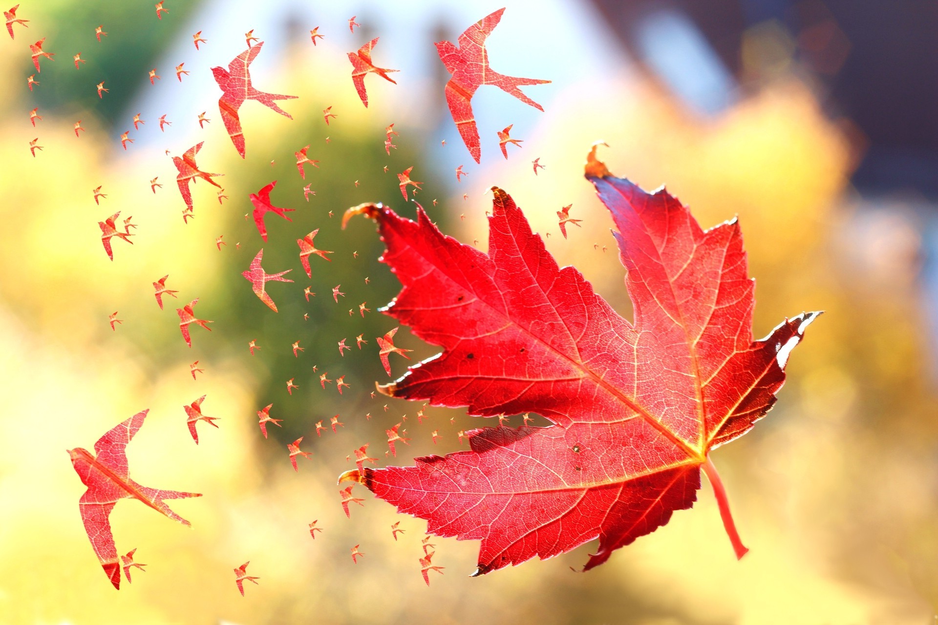 nature, Leaves, Fall, Maple Leaves, Windy, Birds, Photo Manipulation, Artwork, Flying, Depth Of Field, Swallow (bird) Wallpaper