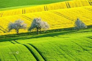 field, Landscape, Trees, Plants, Yellow, Green