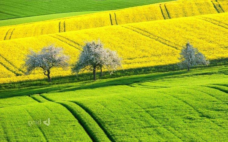 field, Landscape, Trees, Plants, Yellow, Green HD Wallpaper Desktop Background