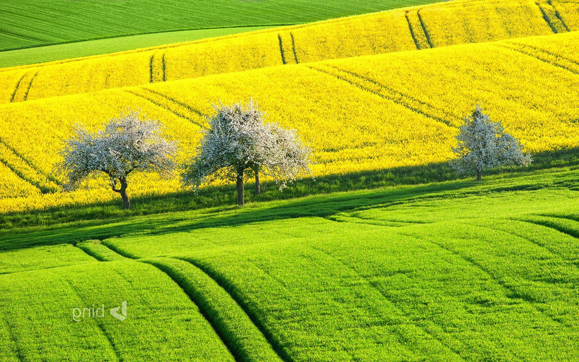 field, Landscape, Trees, Plants, Yellow, Green Wallpaper
