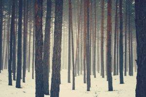 nature, Trees, Forest, Snow