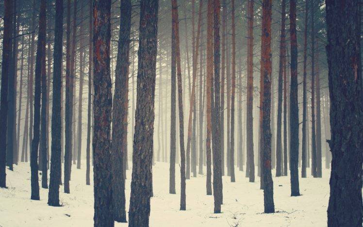 nature, Trees, Forest, Snow HD Wallpaper Desktop Background