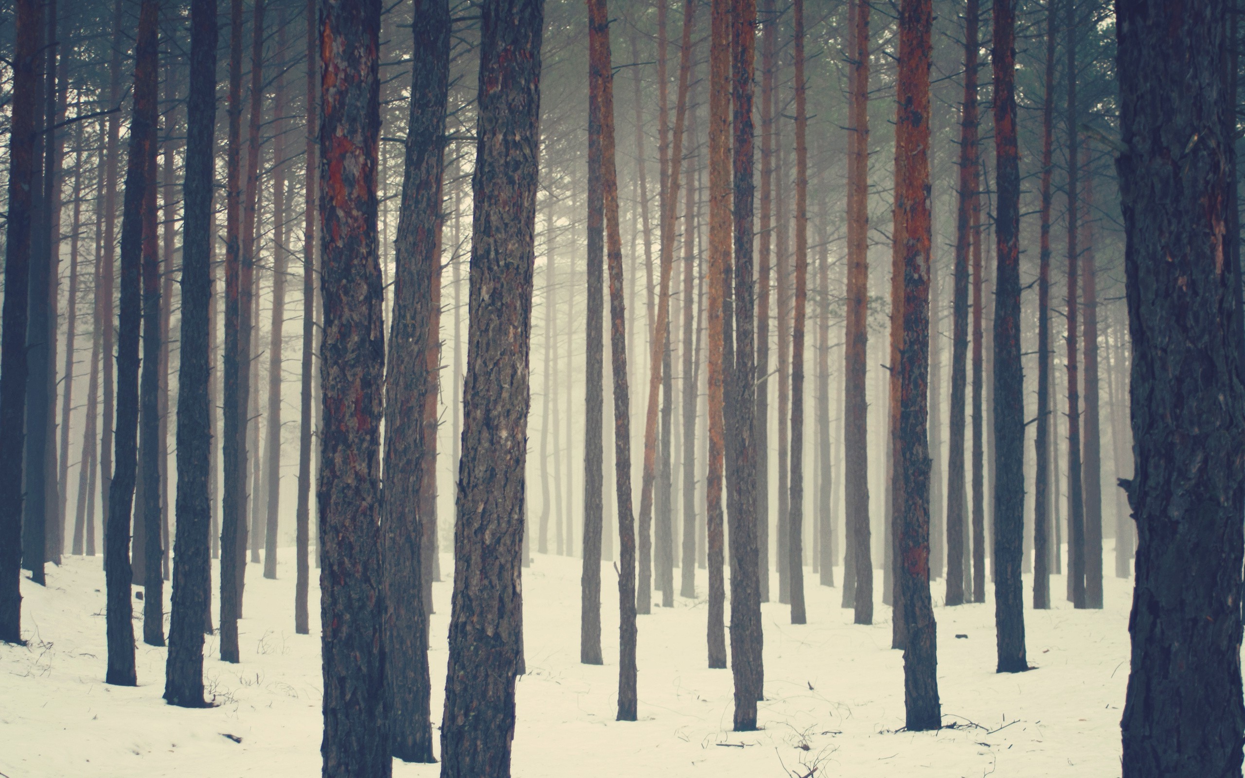 nature, Trees, Forest, Snow Wallpaper