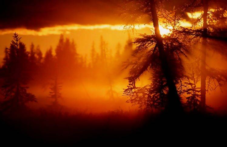 nature, Landscape, Sunset, Trees, Mist, Clouds HD Wallpaper Desktop Background