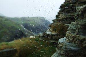 nature, Closeup, Water Drops, Spiderwebs