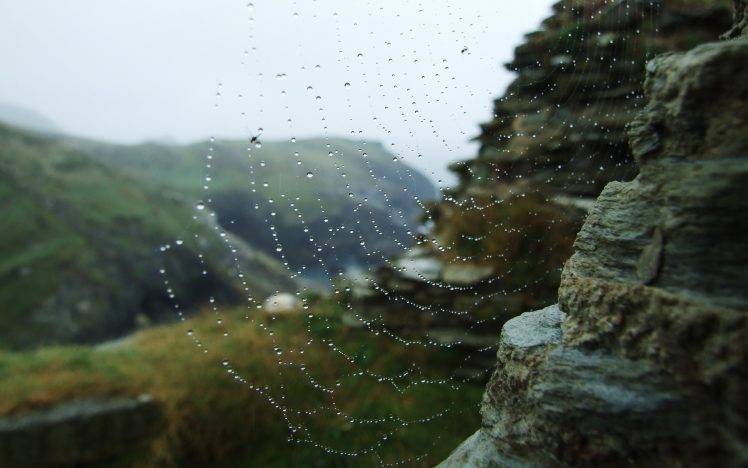 nature, Closeup, Water Drops, Spiderwebs HD Wallpaper Desktop Background