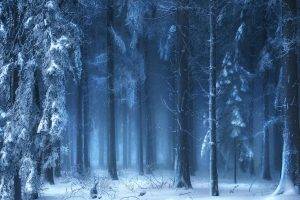 nature, Landscape, Blue, Forest, Snow, Winter, Mist, Sunlight, Trees, Fairy Tale, Cold, Switzerland