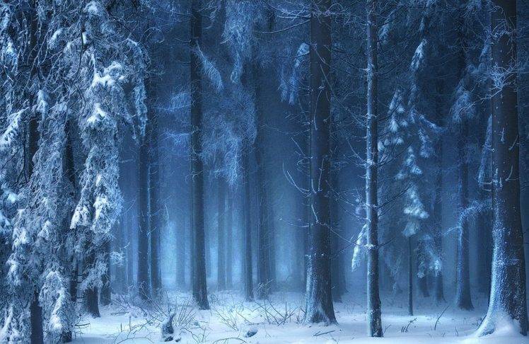 nature, Landscape, Blue, Forest, Snow, Winter, Mist, Sunlight, Trees, Fairy Tale, Cold, Switzerland HD Wallpaper Desktop Background