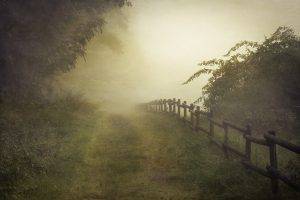 landscape, Nature, Photography, Morning, Mist, Fence, Path, Trees, Shrubs, Sunlight, Germany, Canvas