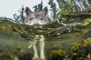 wolf, Nature, Water, Lake, Forest