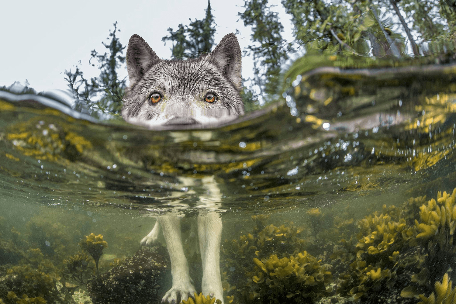 wolf, Nature, Water, Lake, Forest Wallpaper
