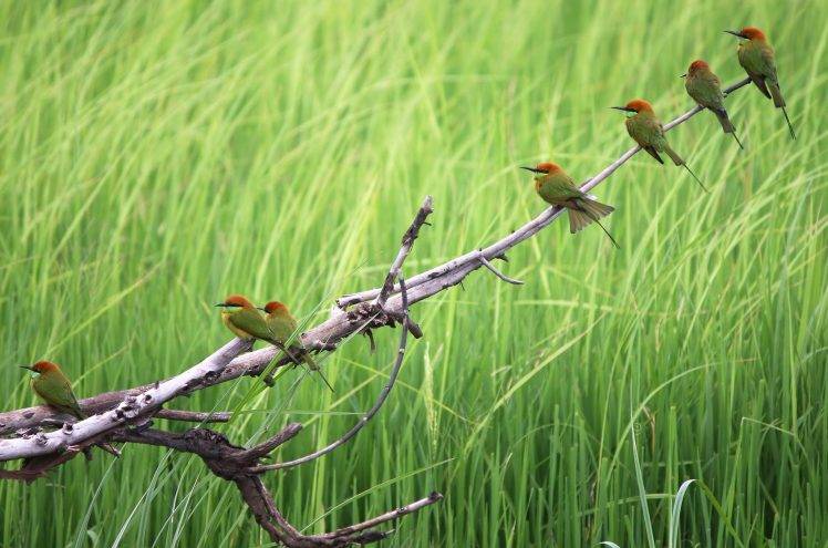 nature, Branch, Animals, Birds HD Wallpaper Desktop Background