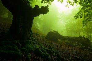 nature, Forest, Moss, Dead Trees, Mist