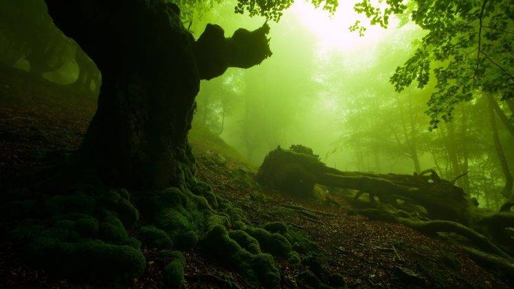 nature, Forest, Moss, Dead Trees, Mist HD Wallpaper Desktop Background