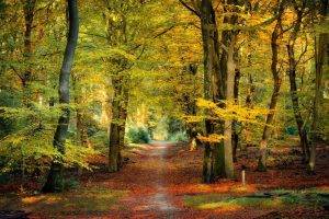 nature, Landscape, Fall, Forest, Path, Leaves, Sunlight, Trees, Netherlands