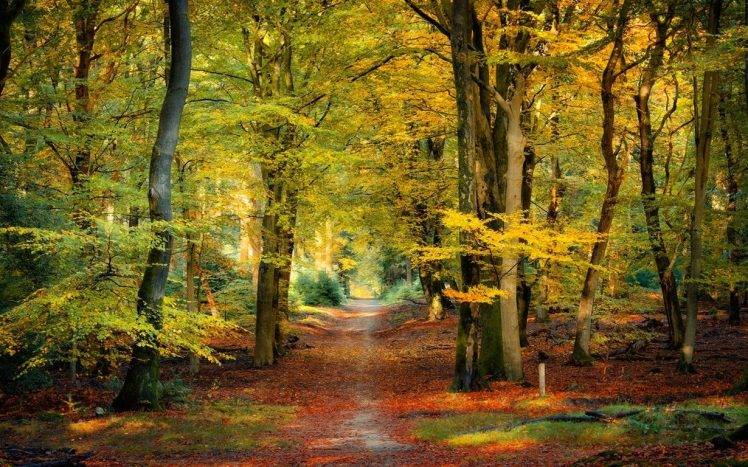 nature, Landscape, Fall, Forest, Path, Leaves, Sunlight, Trees, Netherlands HD Wallpaper Desktop Background