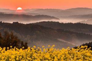 nature, Landscape, Mist, Wildflowers, Mountains, Forest, Pink, Sky, Yellow, Flowers, Germany