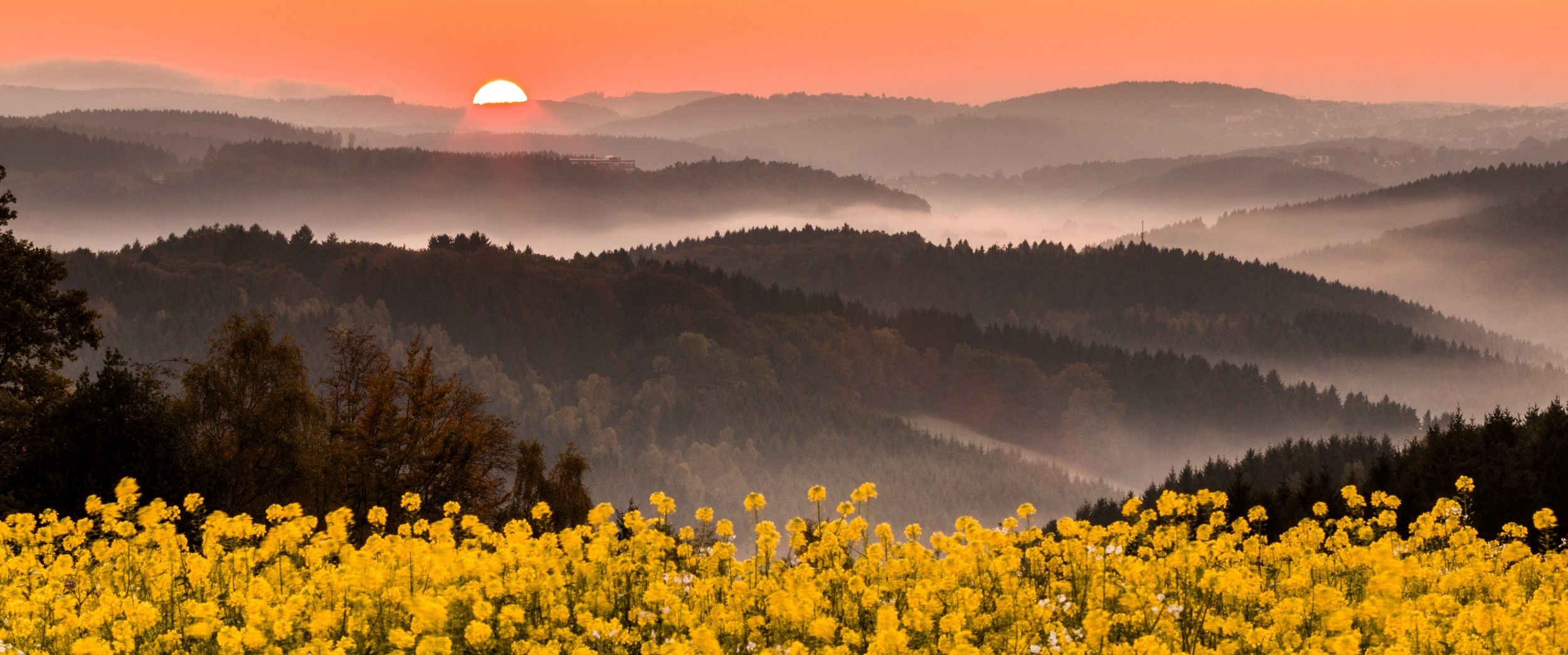 nature, Landscape, Mist, Wildflowers, Mountains, Forest, Pink, Sky, Yellow, Flowers, Germany Wallpaper