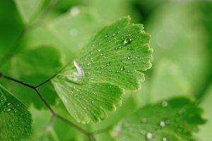 nature, Leaves, Closeup, Macro, Plants, Green, Water Drops, Ginko