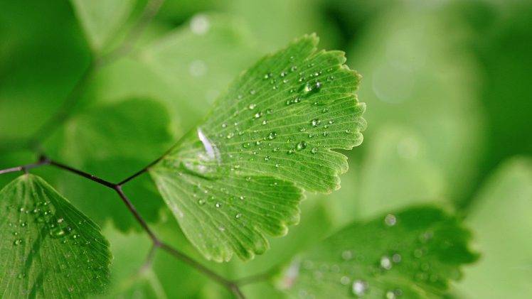 nature, Leaves, Closeup, Macro, Plants, Green, Water Drops, Ginko HD Wallpaper Desktop Background